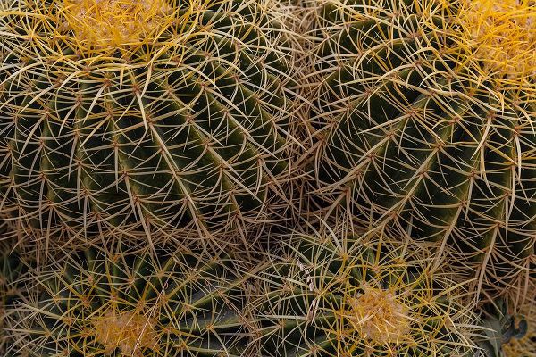 Haney, Chuck 아티스트의 Golden Barrel Cactus at the Arizona Sonoran Desert Museum in Tucson-Arizona-USA작품입니다.